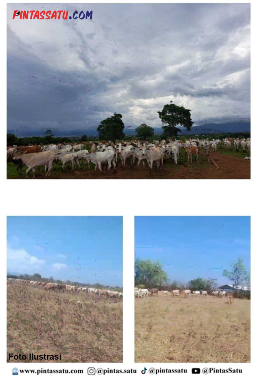 jelang
