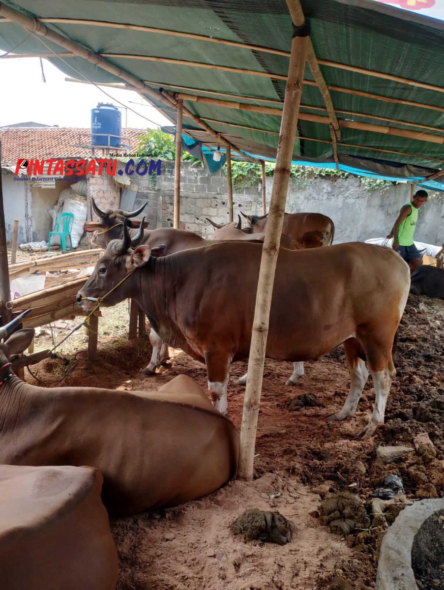 sapi 1