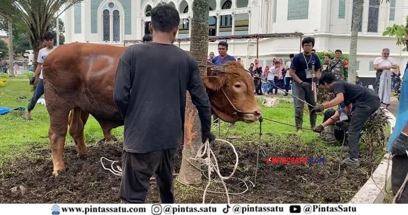 26 ekor sapi