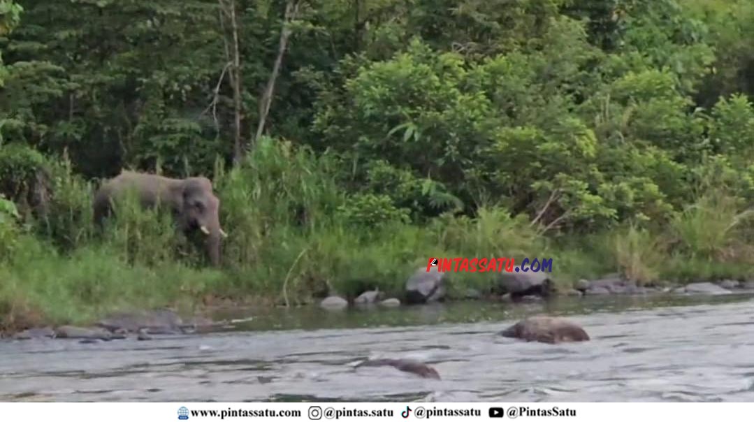 Puluhan Gajah Liar Terobos Permukiman Warga di Rusip Antara, Warga Panik dan