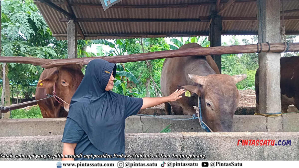 Sapi Idul Adha